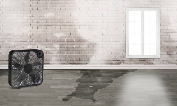 Best Professional water damage repair  in Pigeon Forge, TN